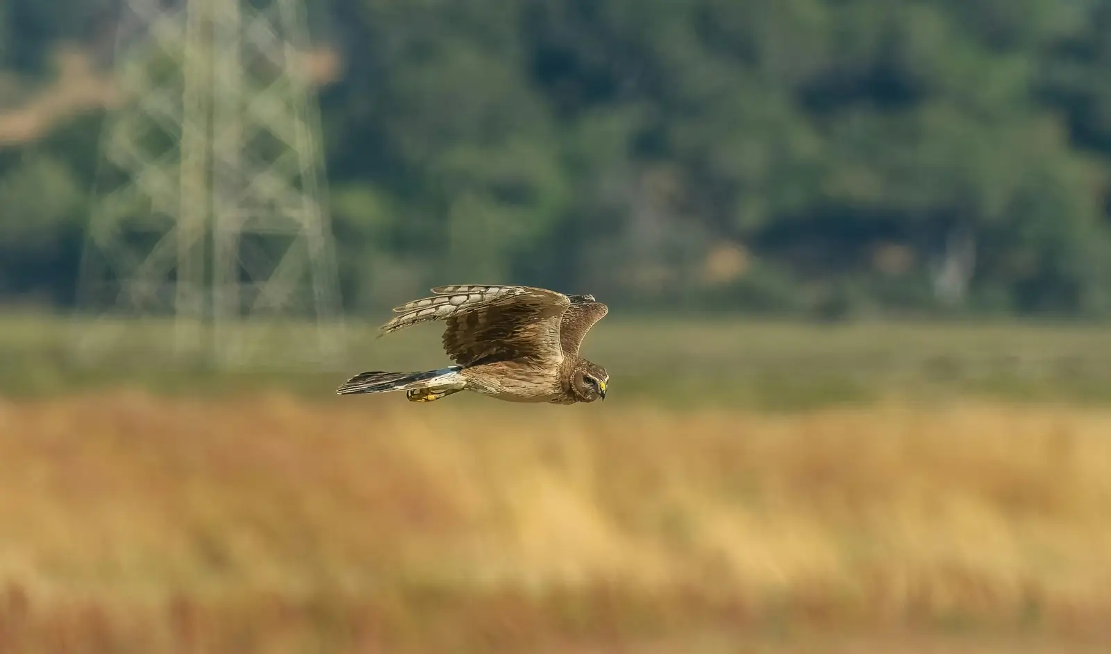 hawk flying on the fields