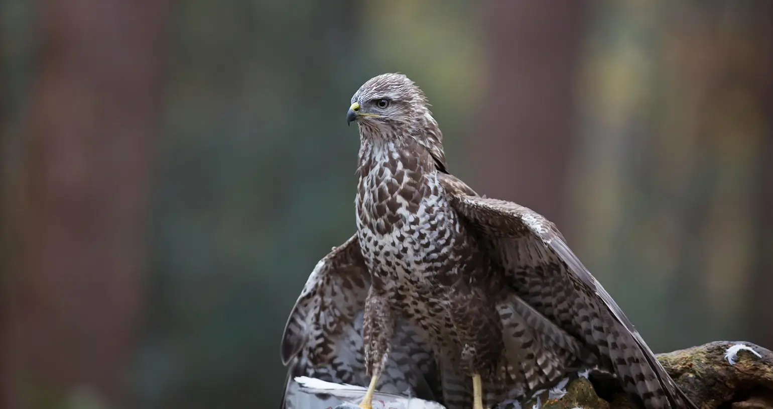 hawk sitting