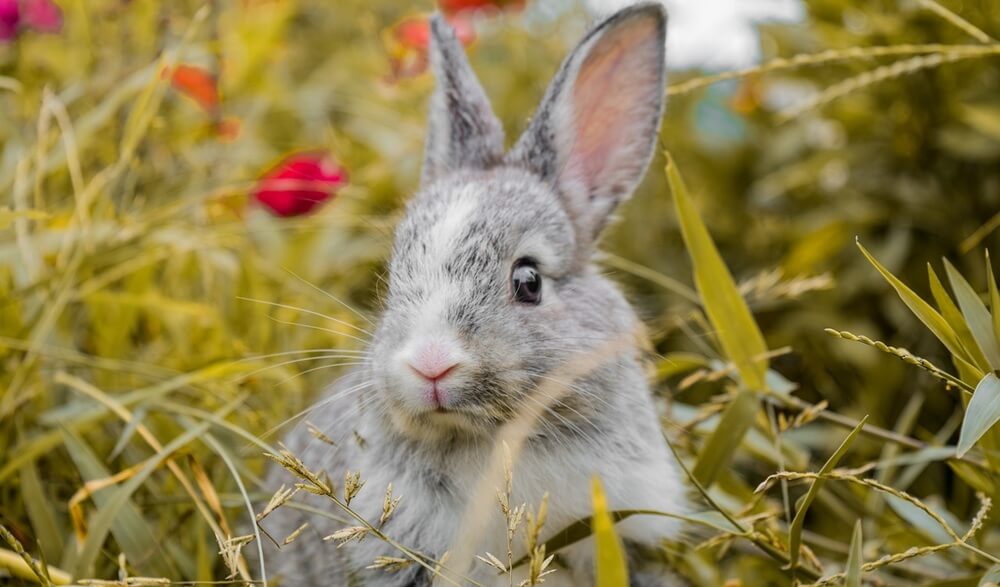 rabbit spiritual meaning
