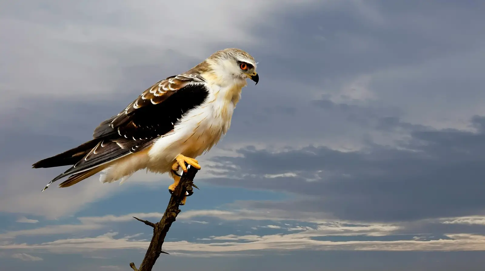 a hawk on wood - Spiritual Meaning of Hawk